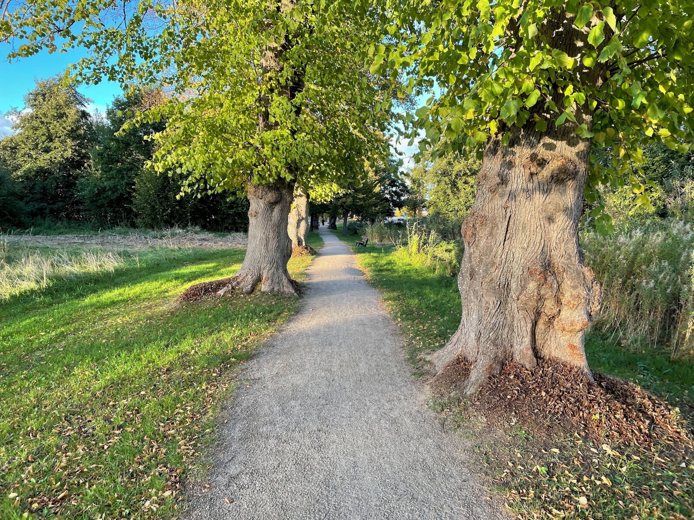 Un chemin de gravier bordé de grands arbres à feuillage dense, qui mène à un espace vert aménagé en parc.