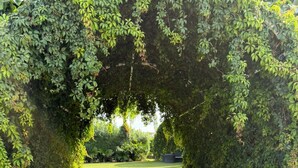 Un sendero atraviesa un seto verde exuberante hacia una zona ajardinada y cuidada.