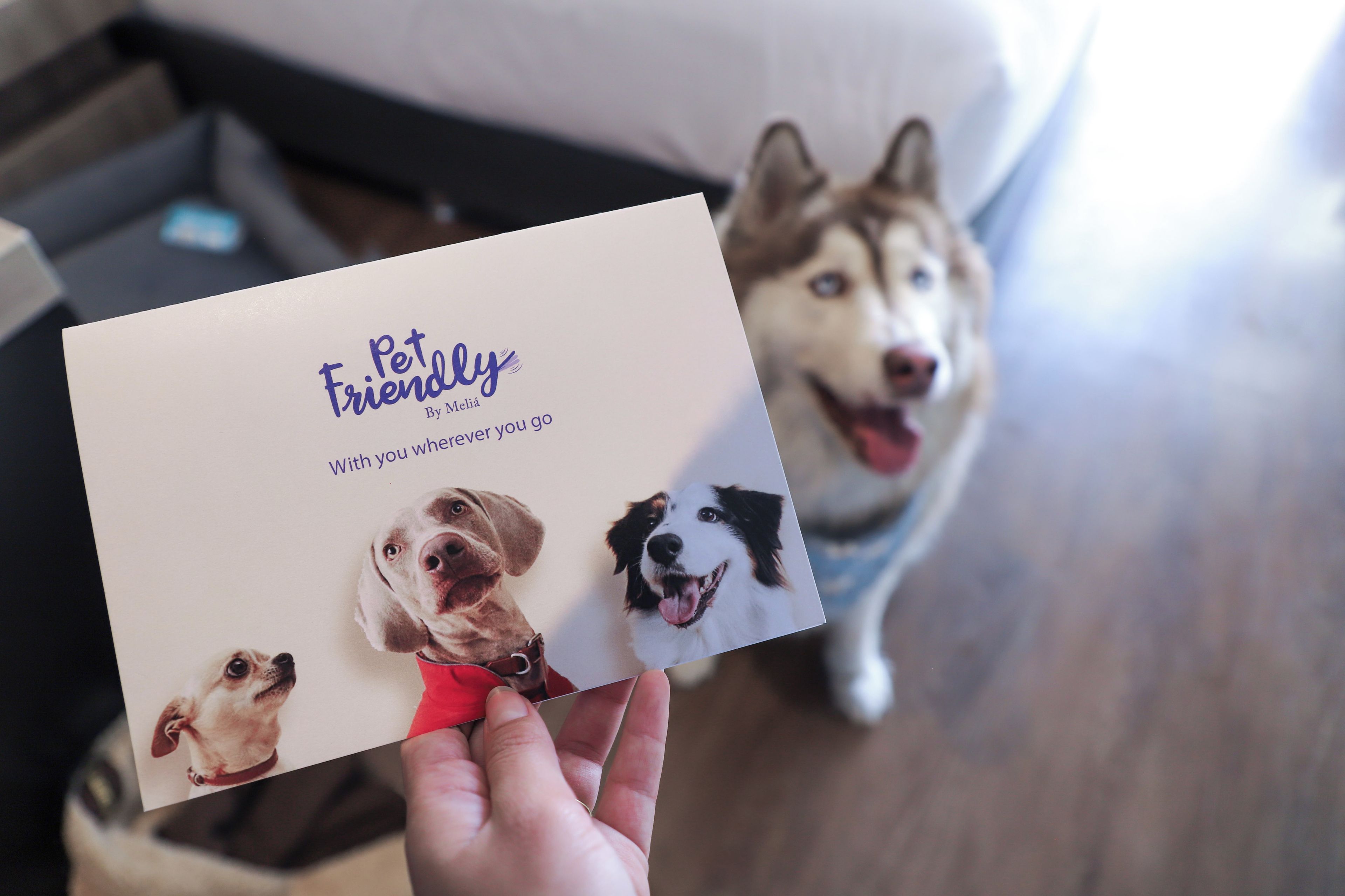 A hand holding a card with a dog photo and text.