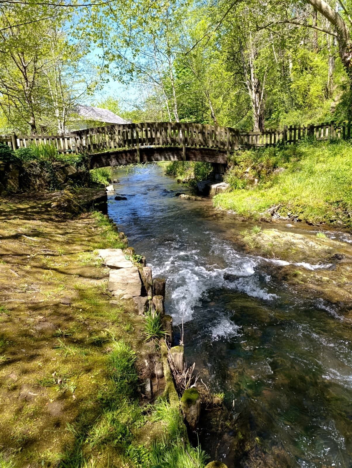 A wooden bridge over a clear stream with surrounding greenery.