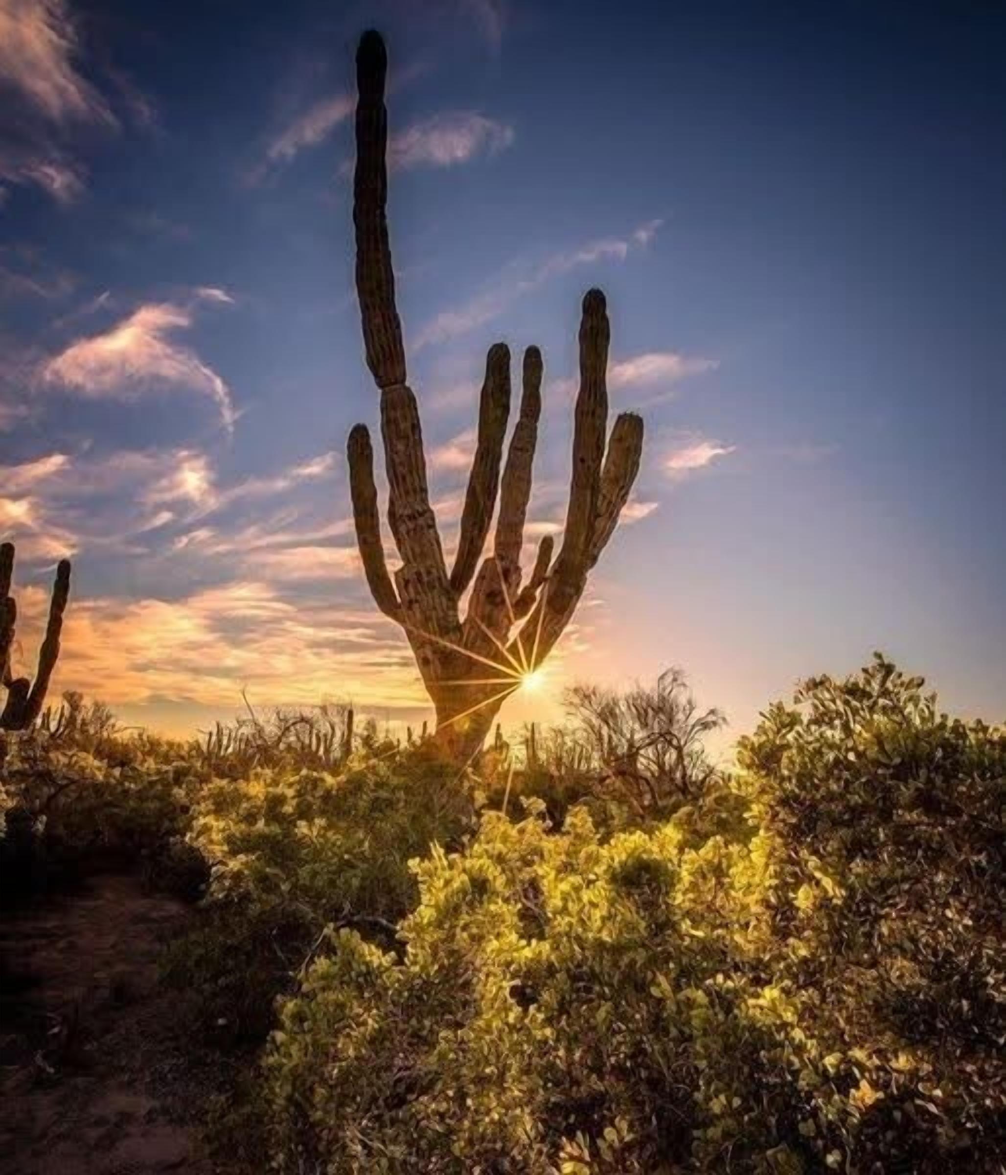 A desert landscape with a prominent cactus in the foreground and a clear sky.