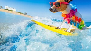 Un chien sur une planche de surf, sur la plage.
