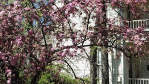 Una casa blanca con un porche y un árbol con flores rosadas al frente.