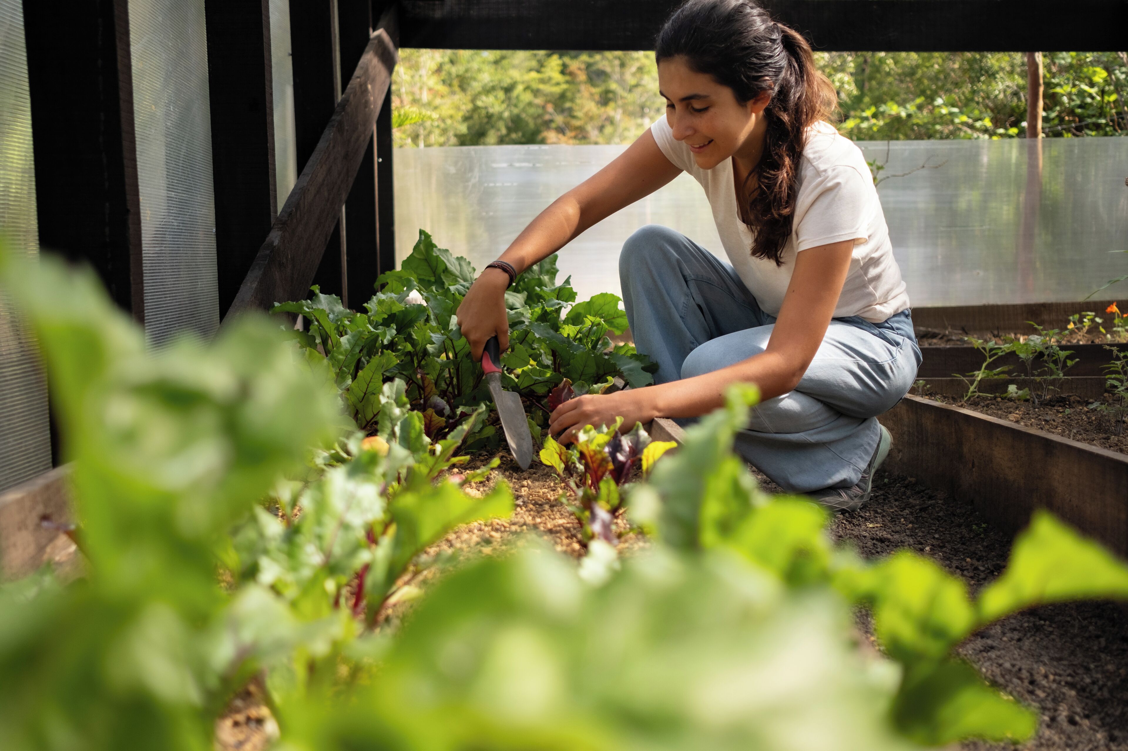 Una persona cuidando plantas en un cantero con una estructura de madera sobre él.