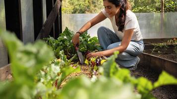 Una persona cuidando plantas en un cantero con una estructura de madera sobre él.