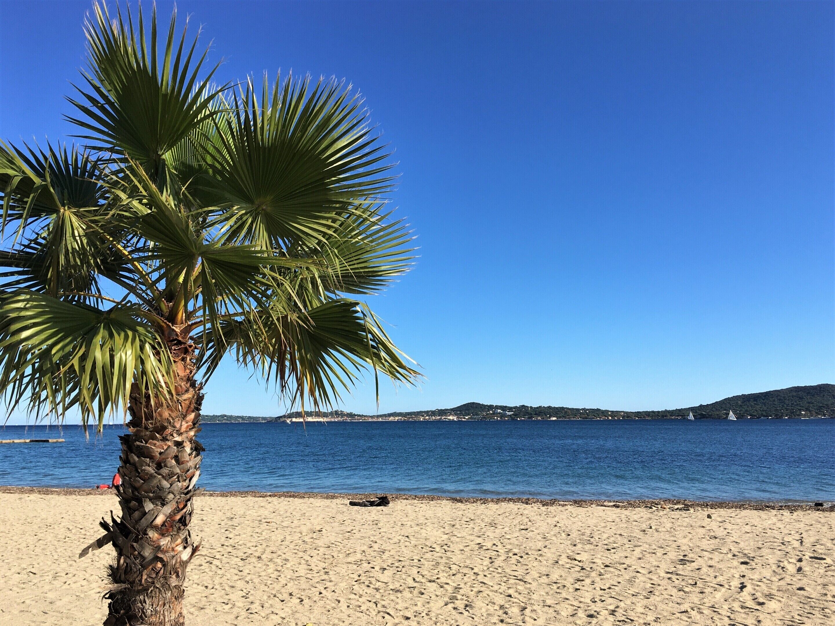 Ein Strand mit einer Palme und blauem Himmel.