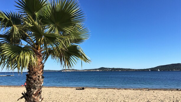 Una playa con una palmera y un cielo azul despejado.