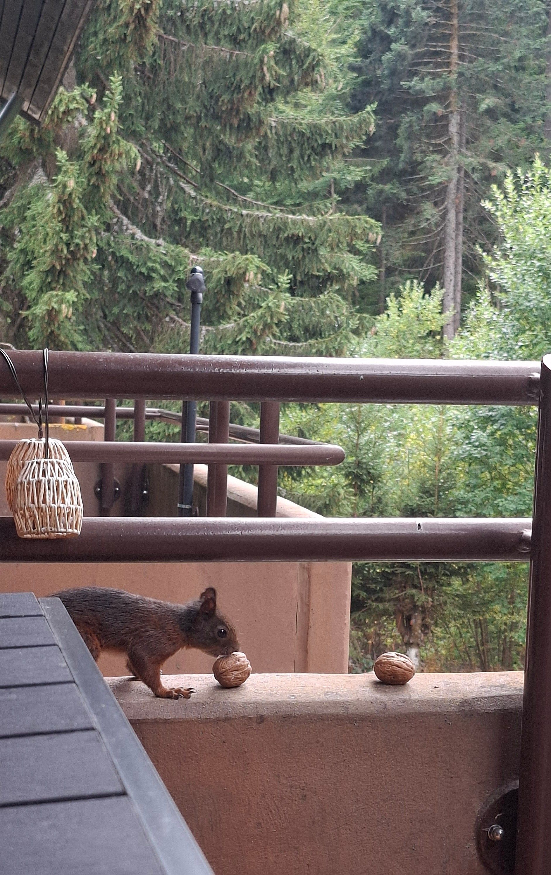 Ein Eichhörnchen auf einem Balkon mit Geländer, einer hängenden Lampe und Blick auf eine bewaldete Gegend.