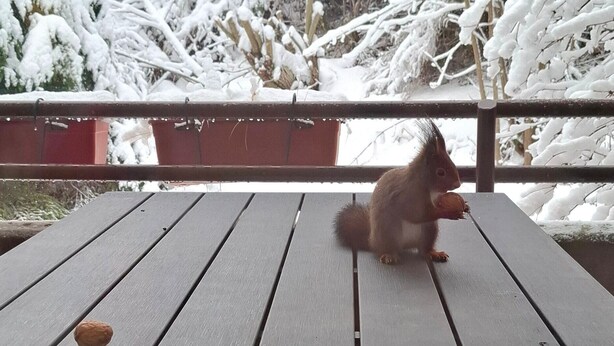 Um esquilo num deck de madeira, com árvores cobertas de neve ao fundo.