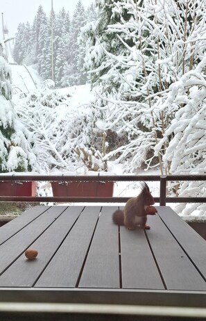 Una ardilla en una cubierta de madera, con árboles nevados al fondo.