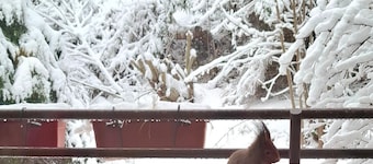 Appartement confortable en lisière de forêt au cœur de la Forêt-Noire