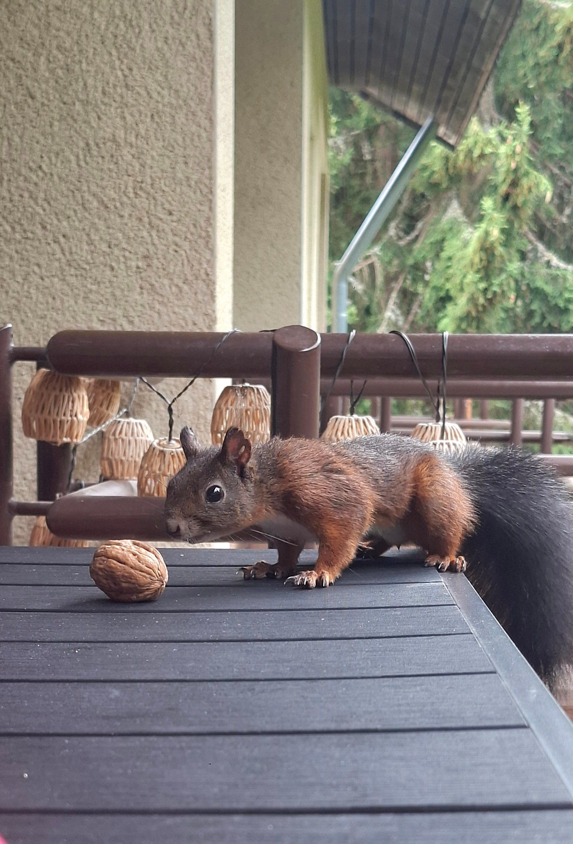 A squirrel on a wooden deck with a walnut and hanging decorations.