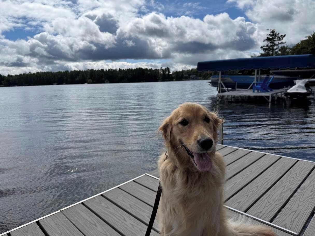 A dog sitting on a wooden dock by a calm lake with a boat and covered seating area in the background.
