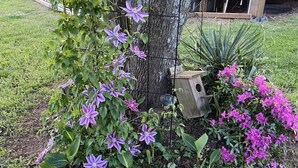 A garden with a tree, purple flowers, and a wooden structure.