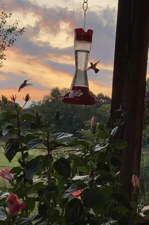 A bird feeder hanging from a wooden post with a sunset in the background. - Cozy 1-bedroom apartment in charming Flowery Branch with AC (Flowery Branch)