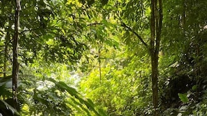 A waterfall in a lush forest setting. - Ceiba Ganadito (Drake Bay)