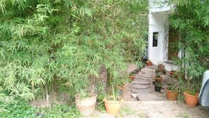 A narrow stone pathway leading to a white building surrounded by dense bamboo foliage. - Great Sea View Mountain Villa Koh Samui (Koh Samui)