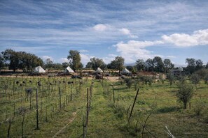 Klassieke kamer, uitzicht op wijngaard | Overig