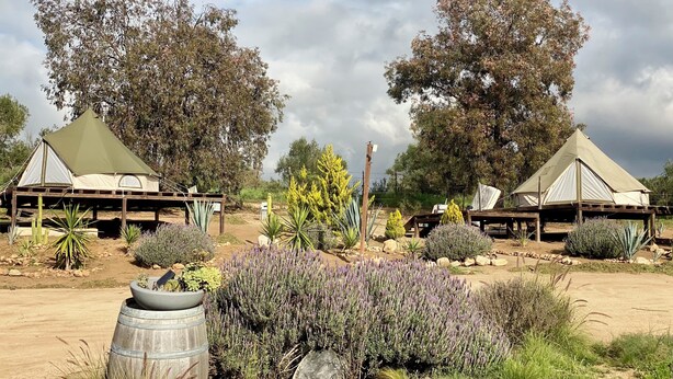 Two tents with wooden platforms, surrounded by various desert plants and trees. - Cosmo Glamping (Valle de Guadalupe)