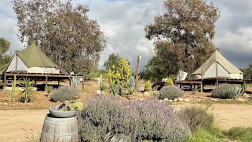 Classic Room, Vineyard View | Property grounds