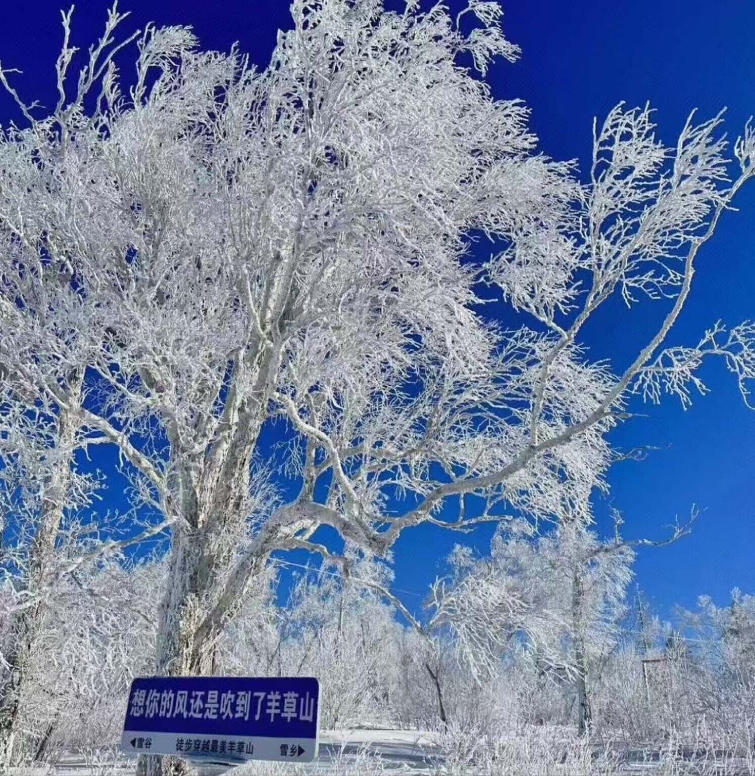 Un cartello con caratteri cinesi, un cielo azzurro intenso e alberi ricoperti di brina.