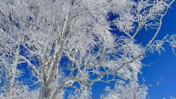 Un cartello con caratteri cinesi, un cielo azzurro intenso e alberi ricoperti di brina.