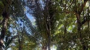 Eine Hängematte, die zwischen Bäumen in einem Garten gespannt ist, mit verschiedenen Pflanzen und einer Steinmauer im Hintergrund.