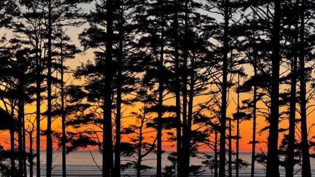 A forest of tall trees silhouetted against a sunset.