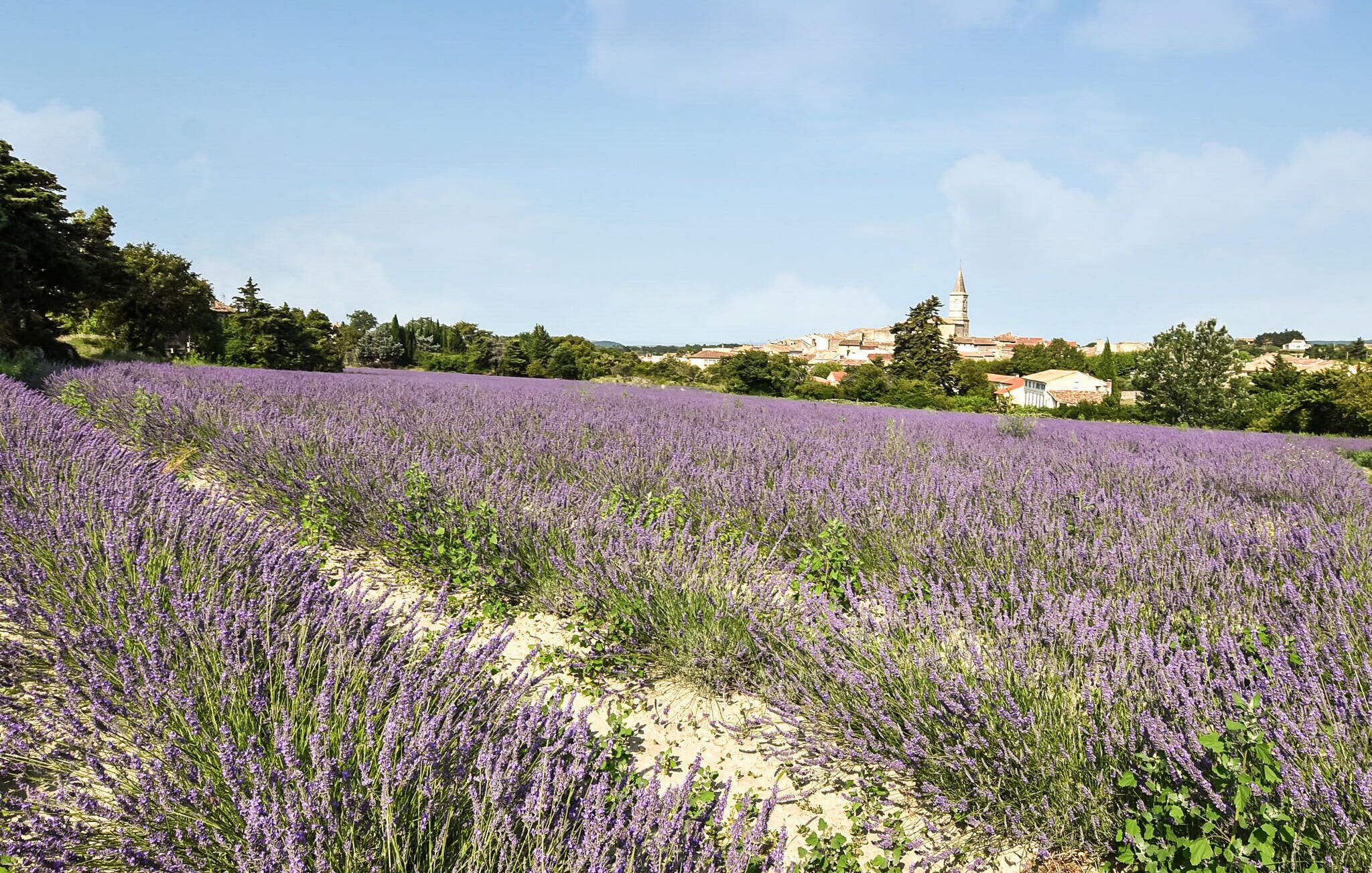 A lavender field with a tower in the background.