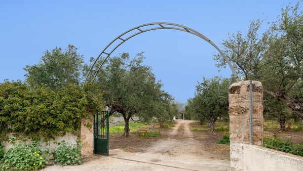 A rural gate with a metal archway, surrounded by olive trees and a dirt path.