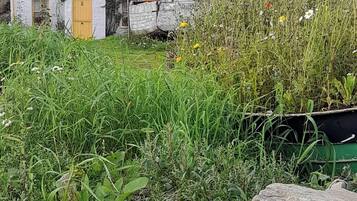 Cabaña, 2 habitaciones, balcón, vista al jardín | Áreas de la propiedad