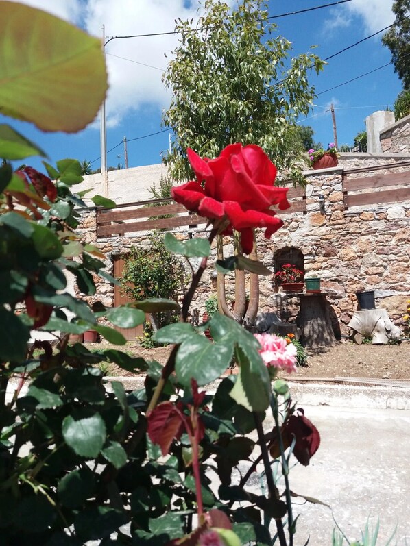 Àrea exterior de l'allotjament