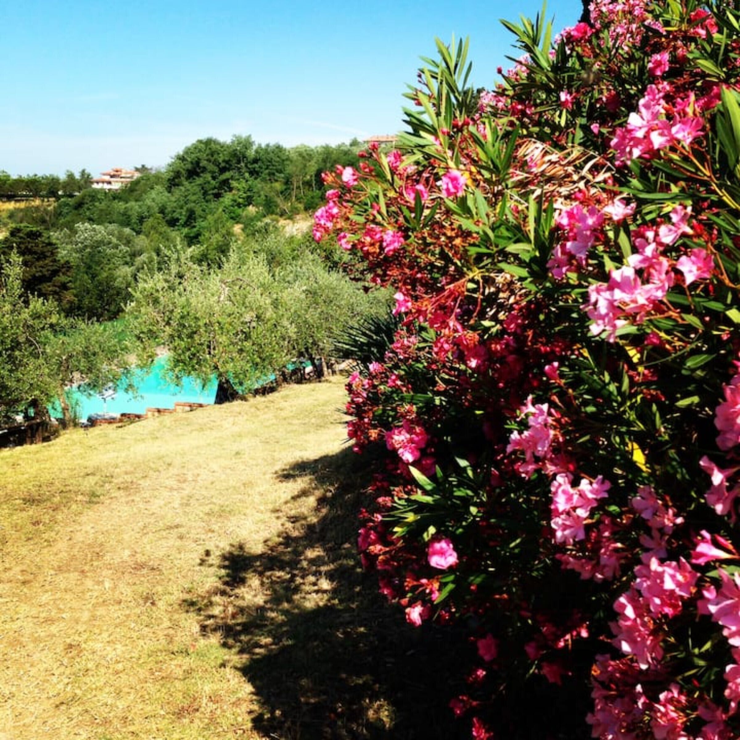 Un giardino con diverse piante e alberi, un cielo azzurro limpido e una zona erbosa.