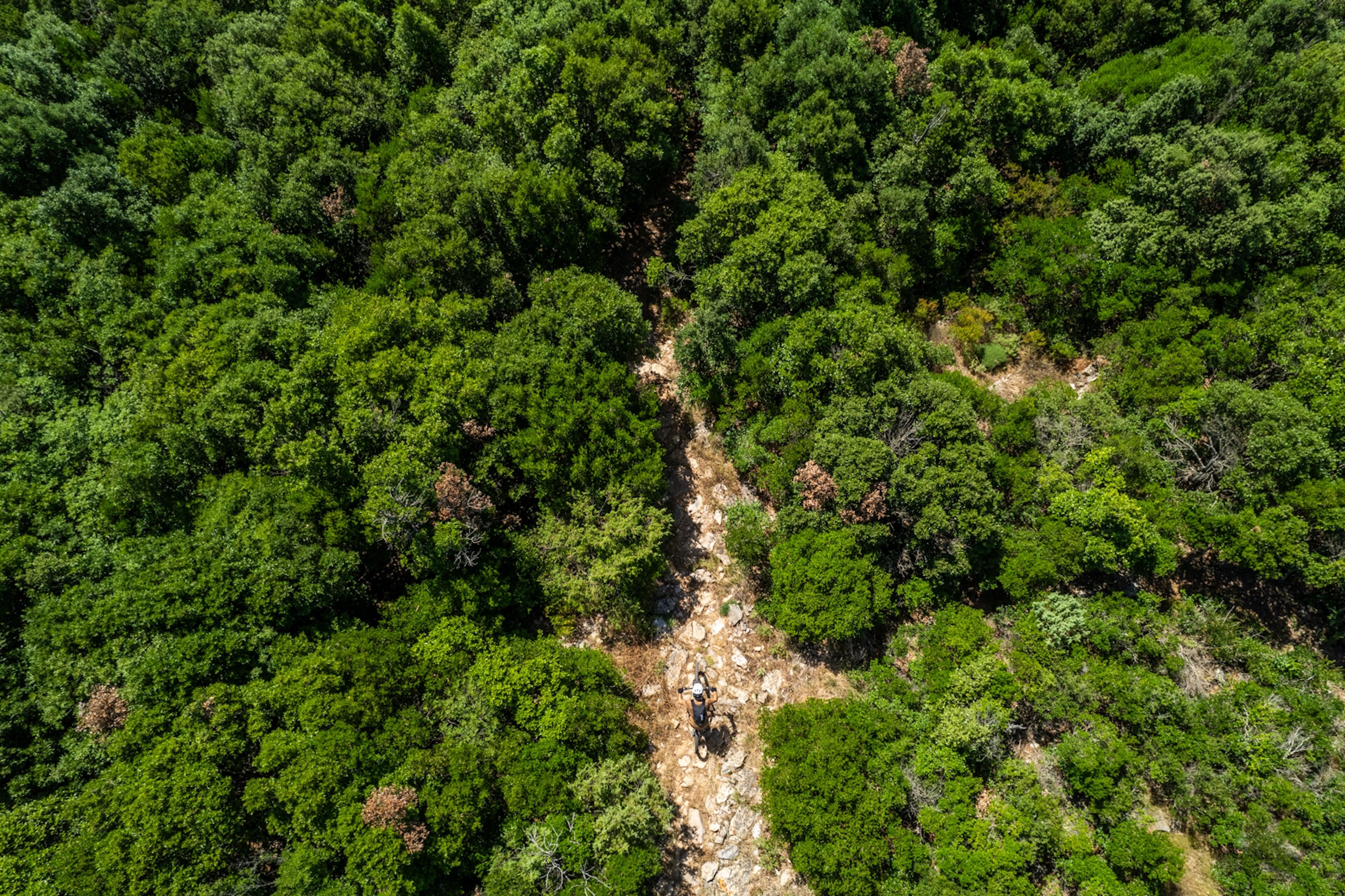 Une vue aérienne d’une forêt dense, avec un étroit sentier de terre qui la traverse.