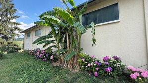 Une maison dotée d’un jardin où l’on peut admirer des bananiers et des hortensias.