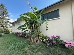 Una casa con jardín, con plantas de plátano e hidrangeas.