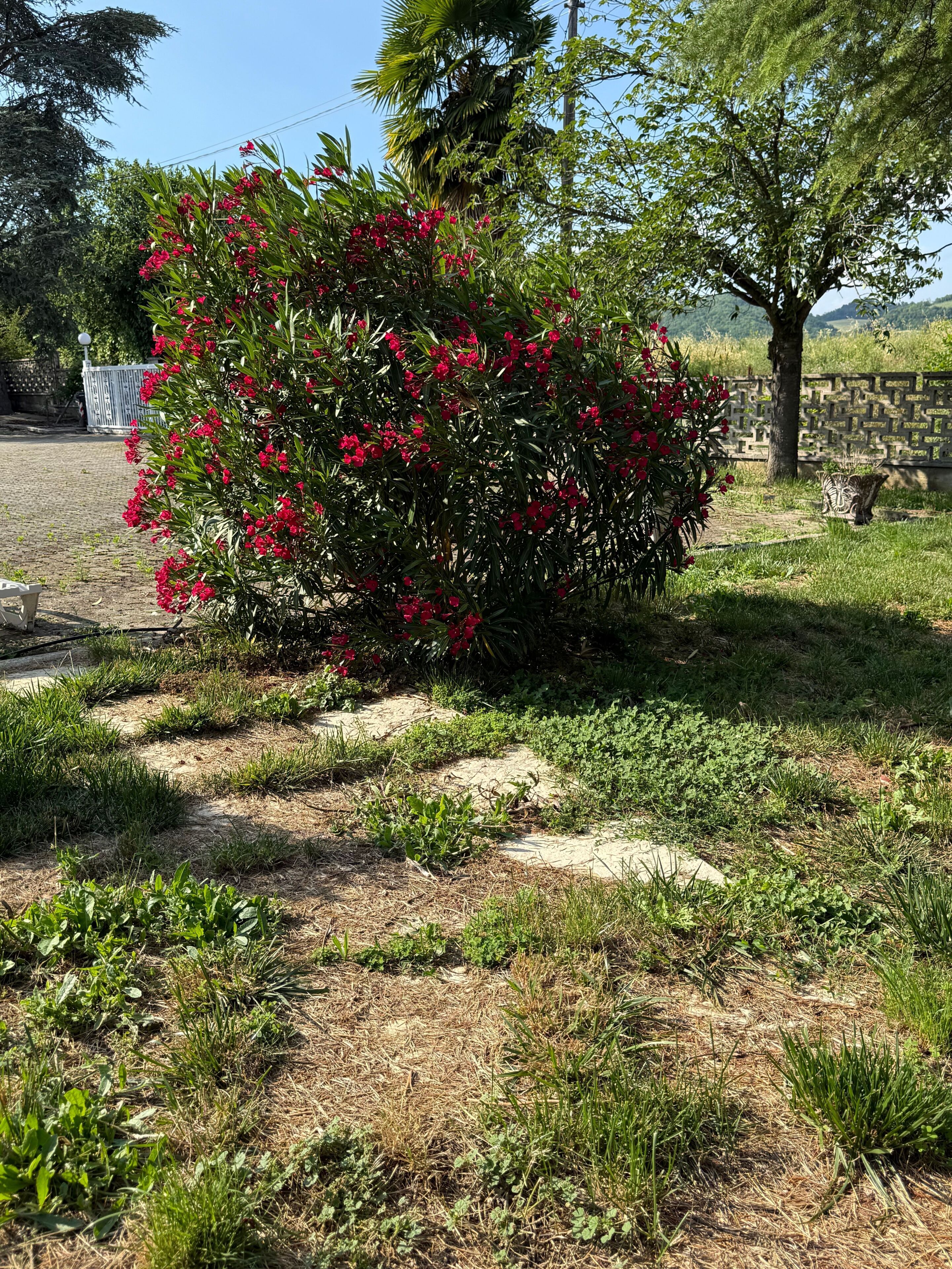 A garden with a flowering bush, a stone wall, and a paved area.