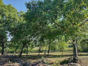 Un paisaje natural con árboles y un campo cubierto de hierba.