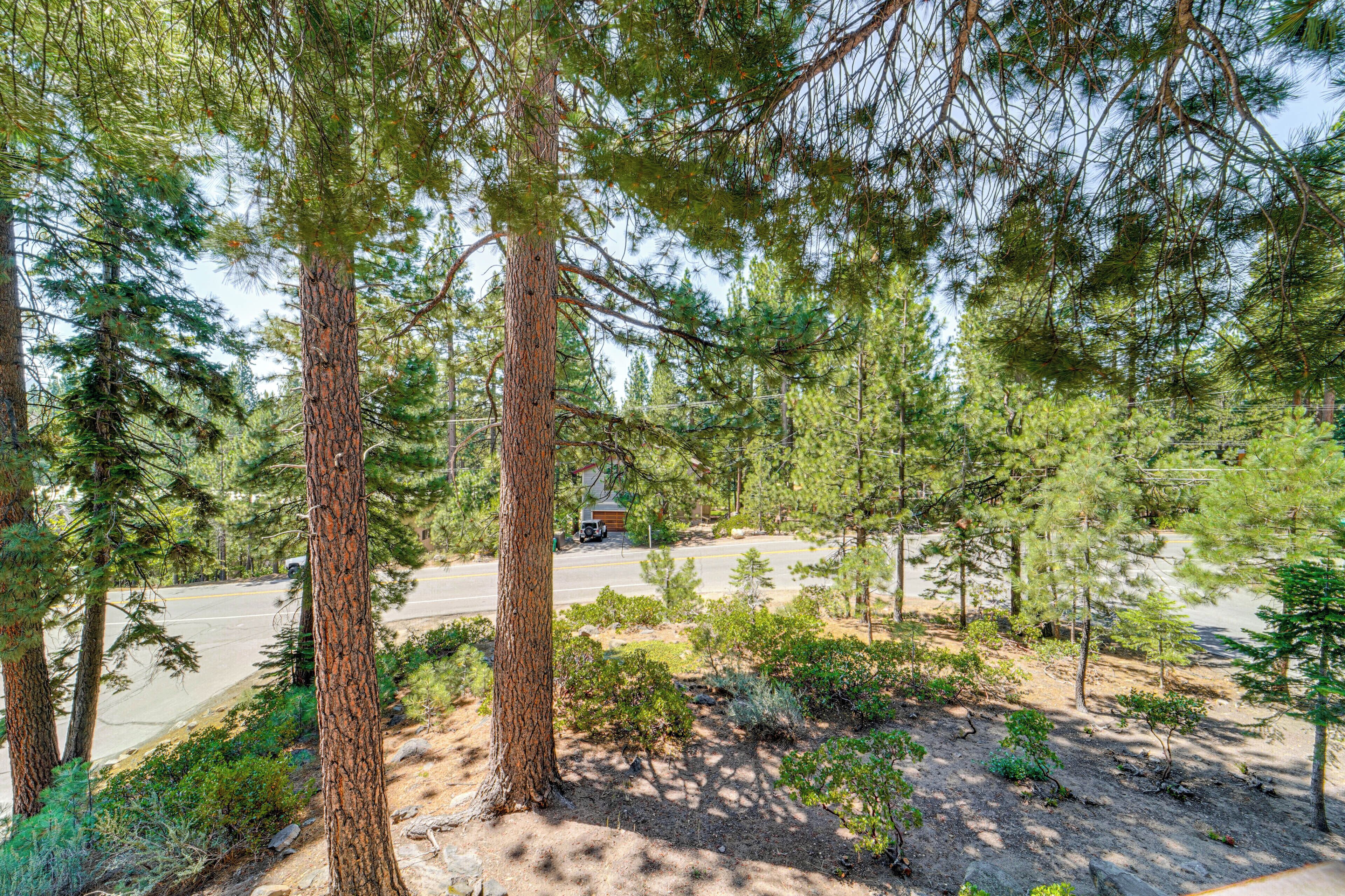 A forested area with a road and a building in the background.