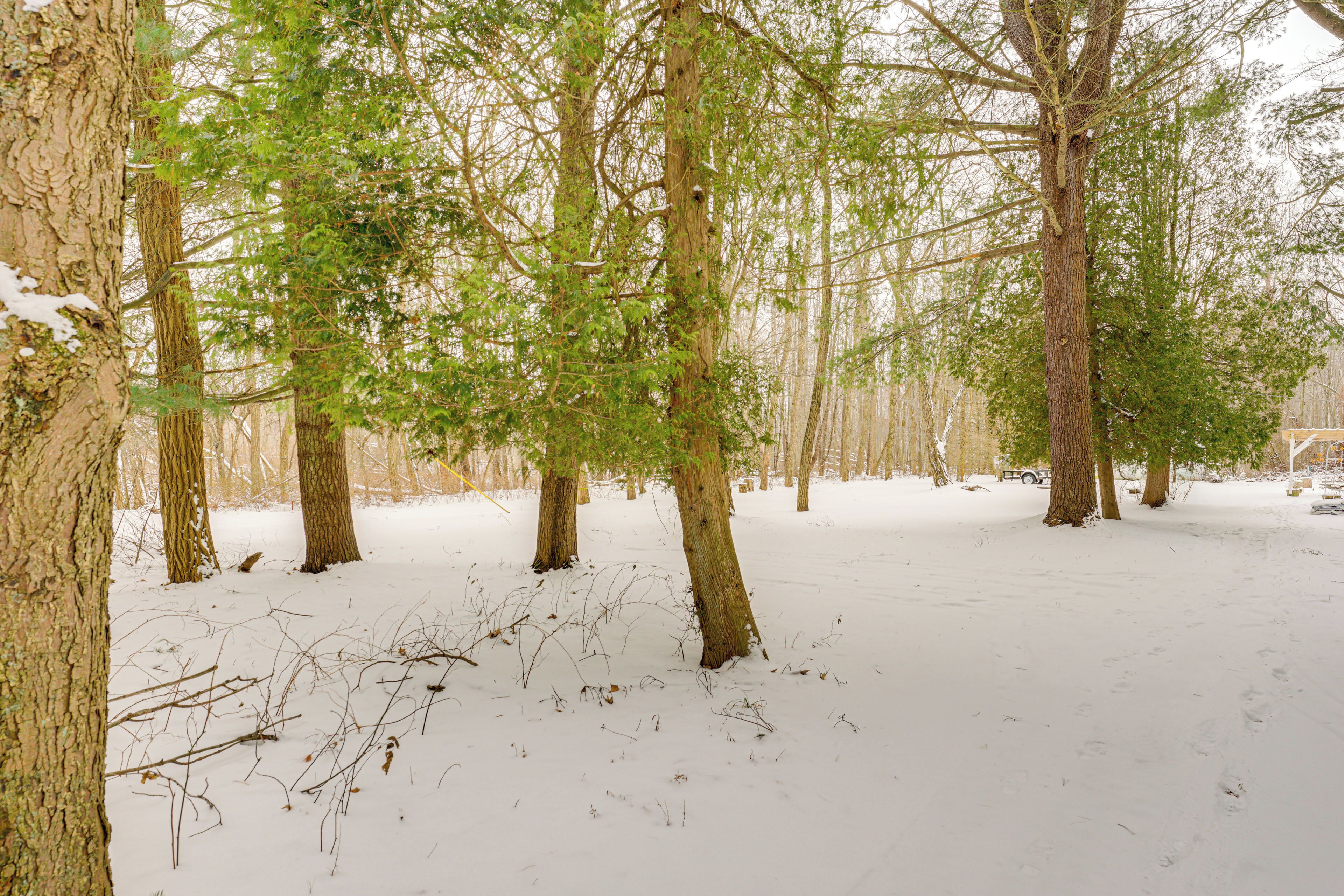A snowy forest with tall trees and a clear path.