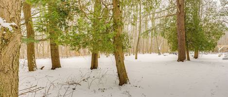 A snowy forest with tall trees and a clear path.