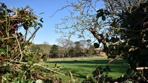 Un prato erboso con una recinzione e alberi sullo sfondo.