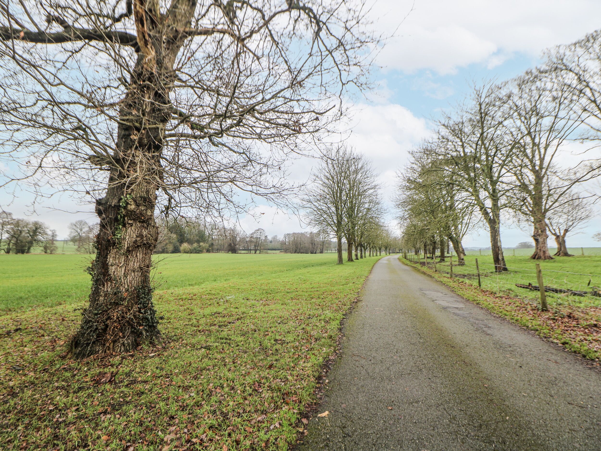 Une route de campagne bordée d’arbres sans feuilles et donnant sur des champs dégagés.