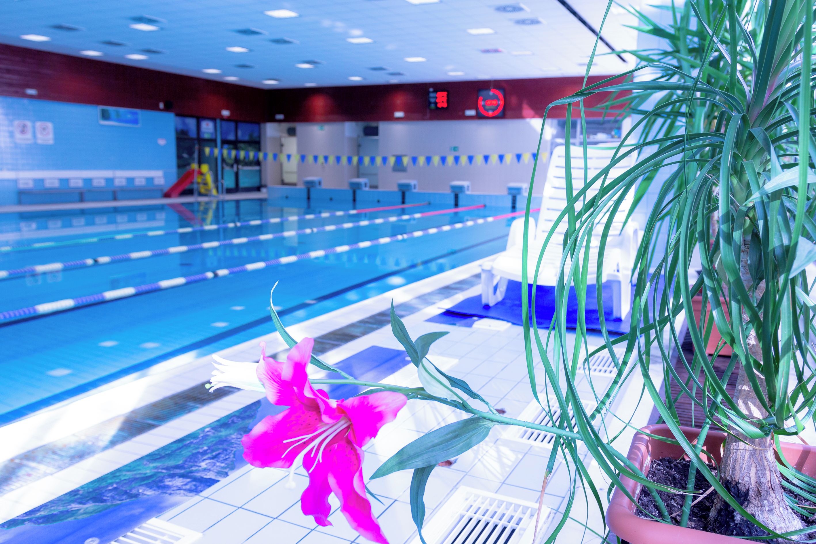 Ein Hallenbad mit Schwimmbahnen, einem Rettungsschwimmerstand und einem Blumentopf mit einer rosa Blüte.