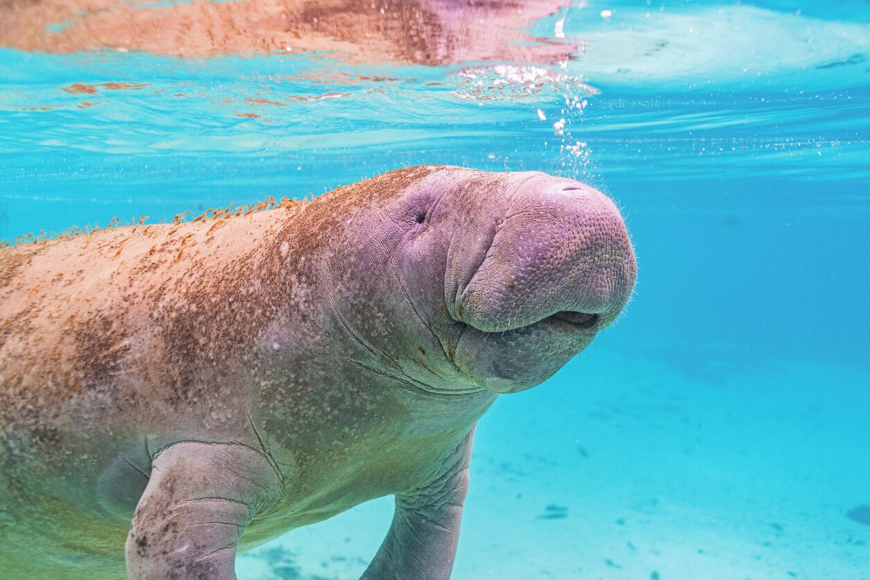 A manatee swimming in clear blue water.