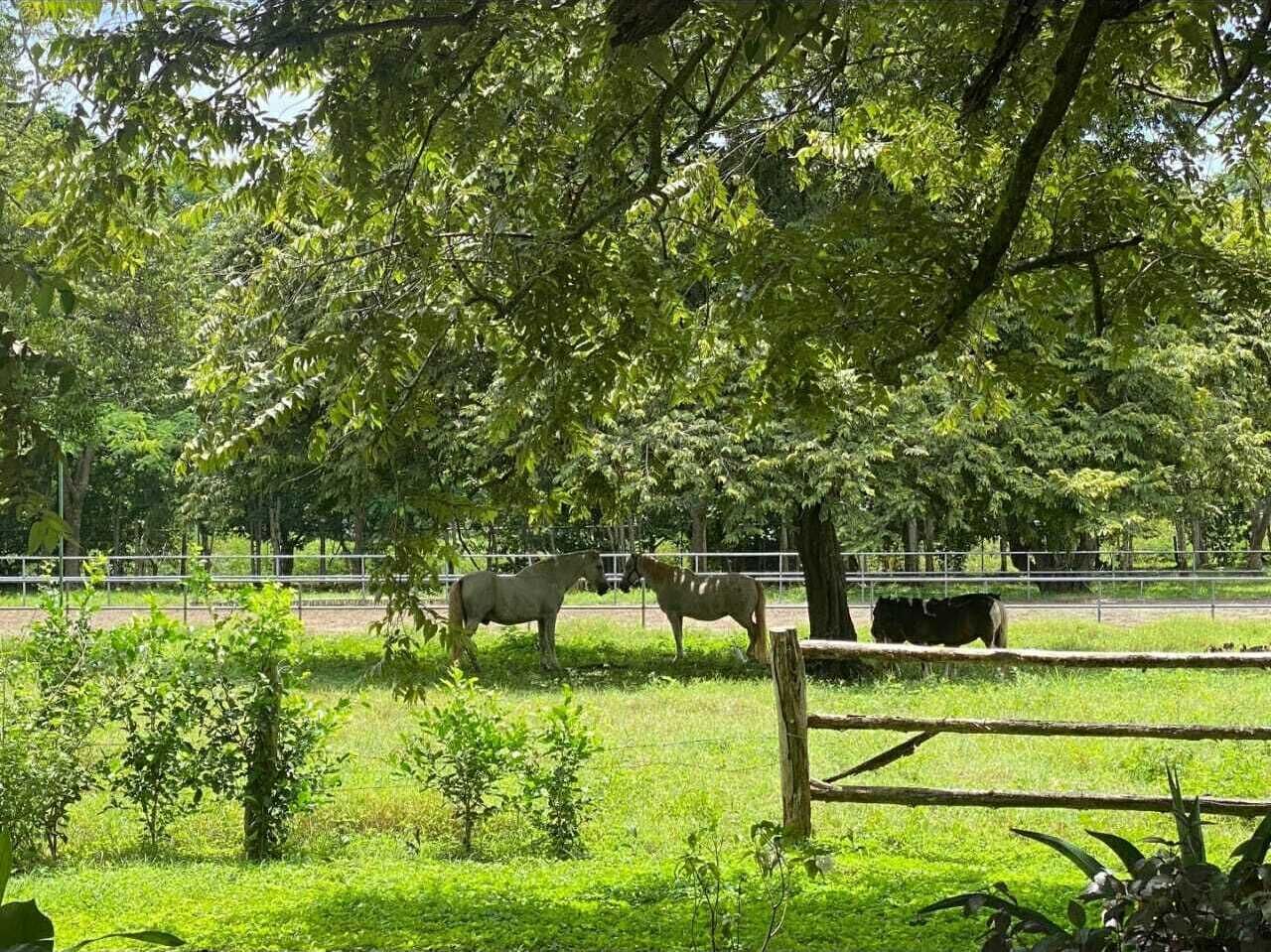 A fenced outdoor area with two horses and a cow, surrounded by lush greenery and trees.