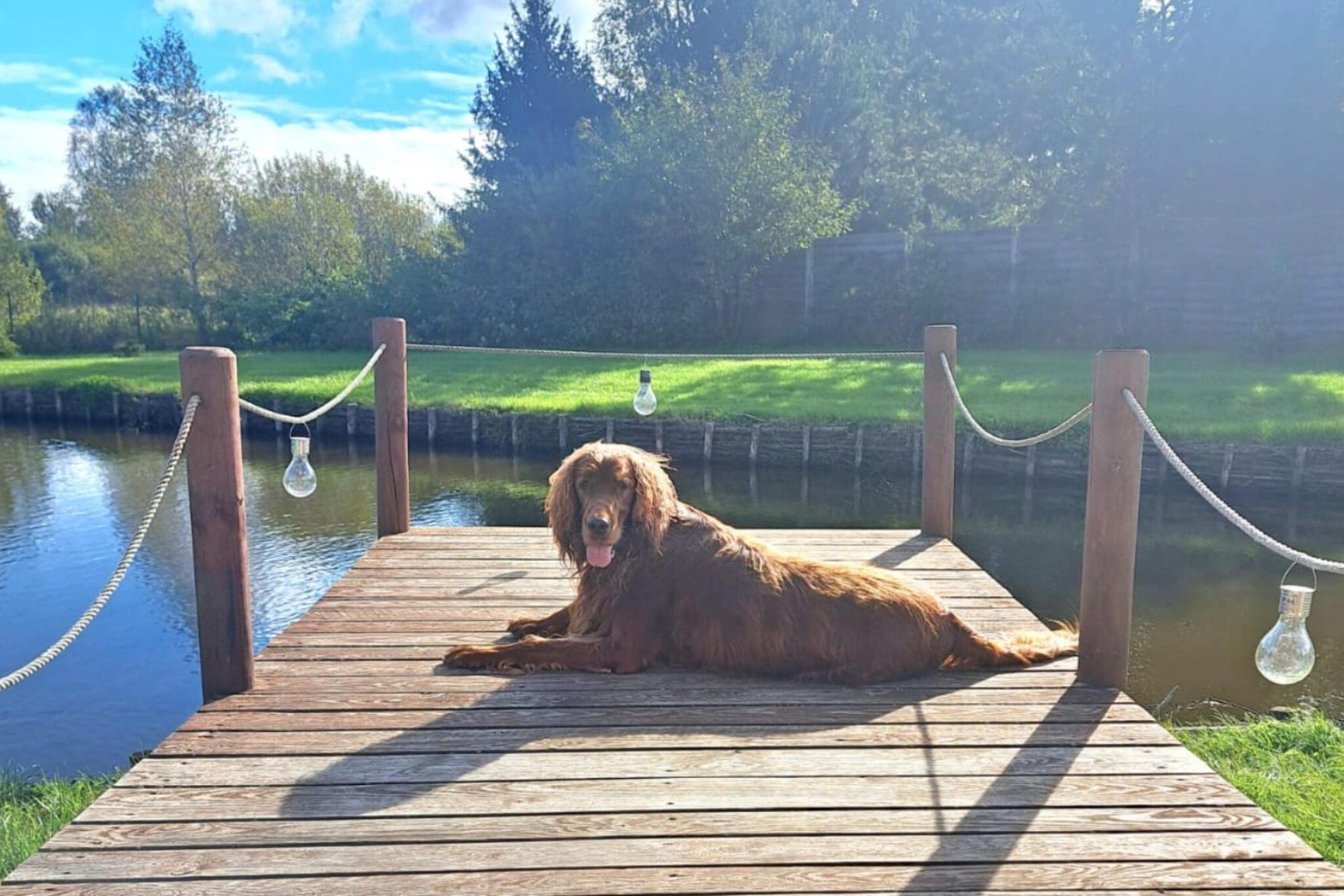 Een hond ligt op een houten steiger aan een rustig waterlichaam, met een touwbord en lichten die aan de palen hangen.