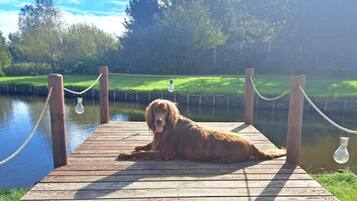 Een hond ligt op een houten steiger aan een rustig waterlichaam, met een touwbord en lichten die aan de palen hangen.
