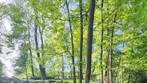 Un sentiero in pietra che si snoda attraverso una foresta, tra alberi e rocce.