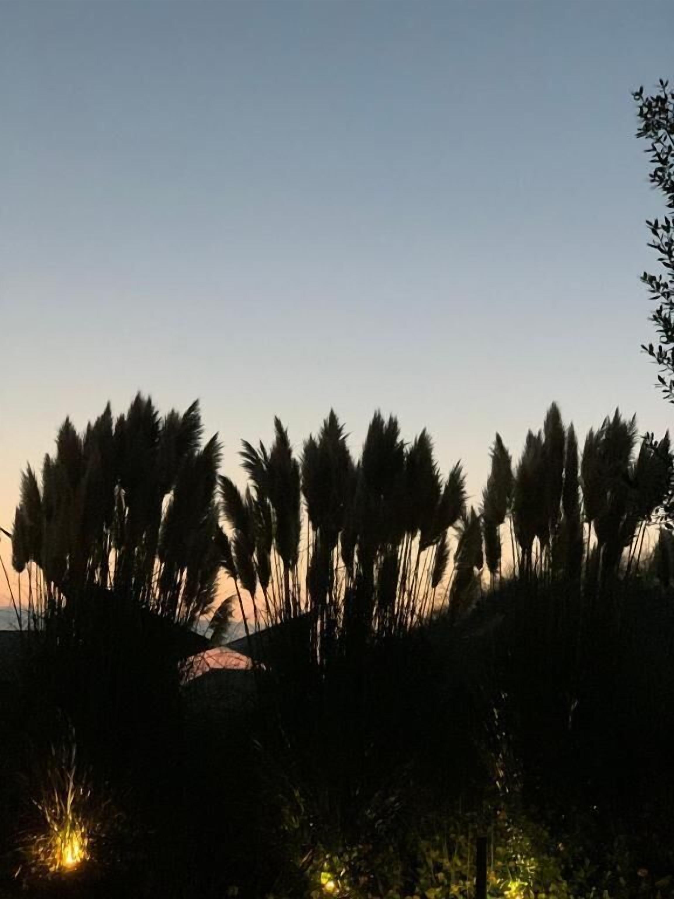 Silueta de pastos altos contra un cielo despejado, probablemente indicando un entorno natural.
